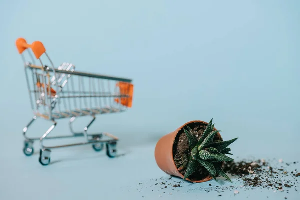 Close-up view of succulent in pot with soil and empty shopping trolley on grey — Stock Photo