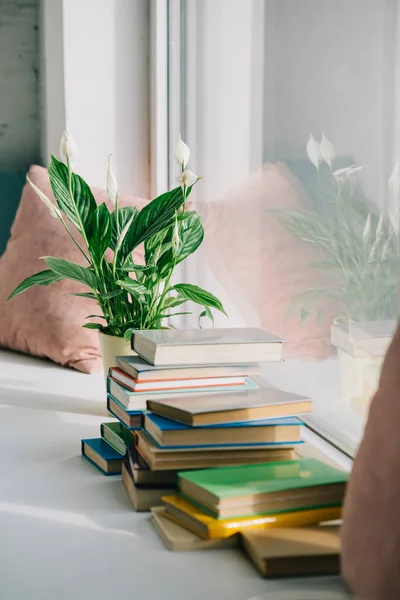 Macetas de plantas y libros sobre alféizar de la ventana - foto de stock