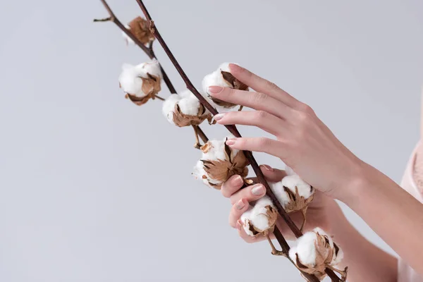 Abgeschnittene Ansicht zarter Frauenhände mit trockenen Baumwollblumen, isoliert auf grau — Stockfoto