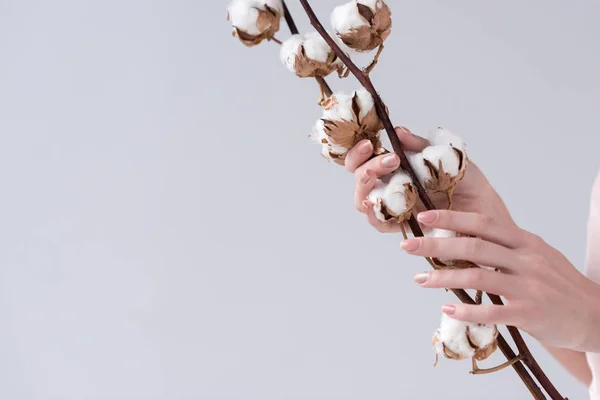 Abgeschnittene Ansicht zarter Hände mit Baumwollpflanze, isoliert auf grau — Stockfoto