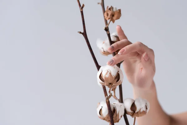 Abgeschnittene Ansicht der zarten weiblichen Hand mit Baumwollblumen, isoliert auf grau — Stockfoto