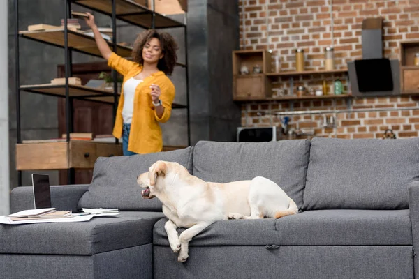 Cute labrador lying on couch while his owner taking book from bookshelf — Stock Photo