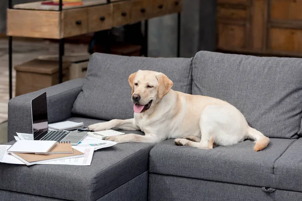Funny labrador dog lying on couch with documents and laptop — Stock Photo