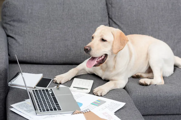 Beautiful labrador dog lying on couch with documents and laptop — Stock Photo