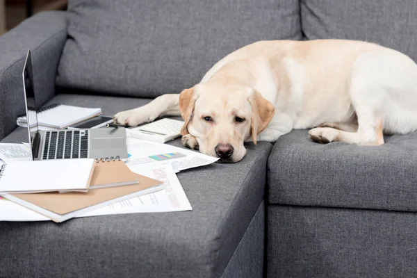 Exhausted labrador dog lying on couch with documents and laptop — Stock Photo