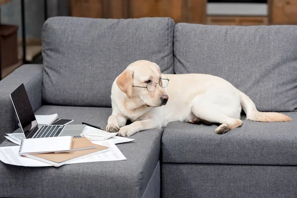 Chien labrador mignon dans des lunettes couché sur le canapé avec des documents et un ordinateur portable — Photo de stock