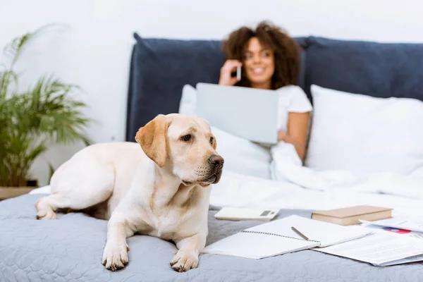Belo cão labrador deitado na cama, enquanto mulher trabalhando com laptop e falando por telefone em casa — Fotografia de Stock