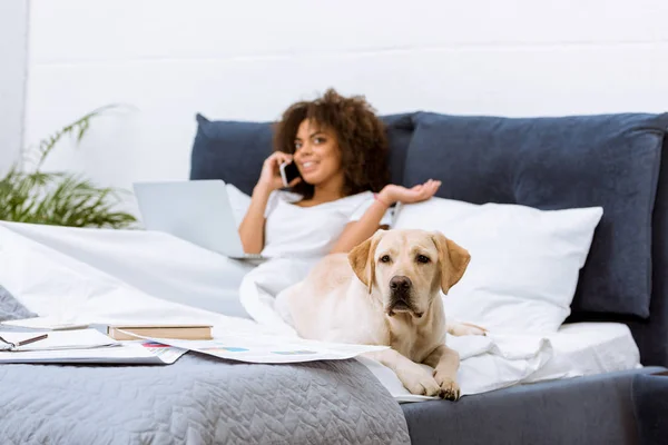 Labrador dog lying on bed while woman working with laptop and talking by phone at home — Stock Photo