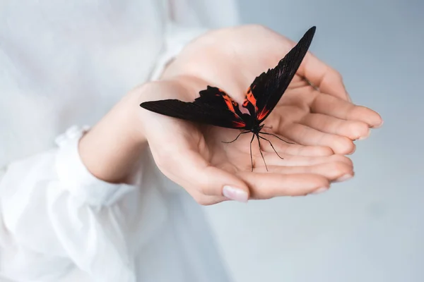 Butterfly — Stock Photo