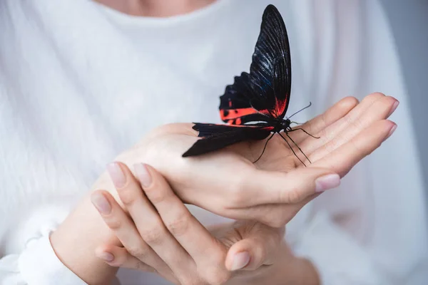 Cropped view of girl with beautiful alive butterfly in hands, isolated on grey — Stock Photo