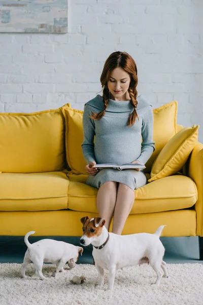 Atractiva mujer embarazada lectura libro, jack russell terriers en el suelo en sala de estar - foto de stock