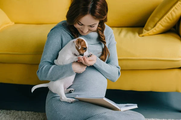 Attractive pregnant woman palming jack russell terrier in living room — Stock Photo