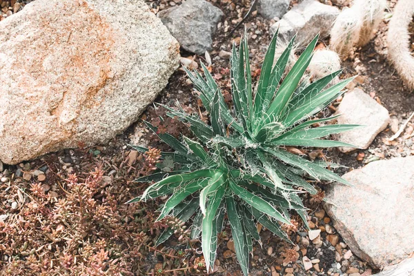 Green succulents and stones in tropical garden — Stock Photo