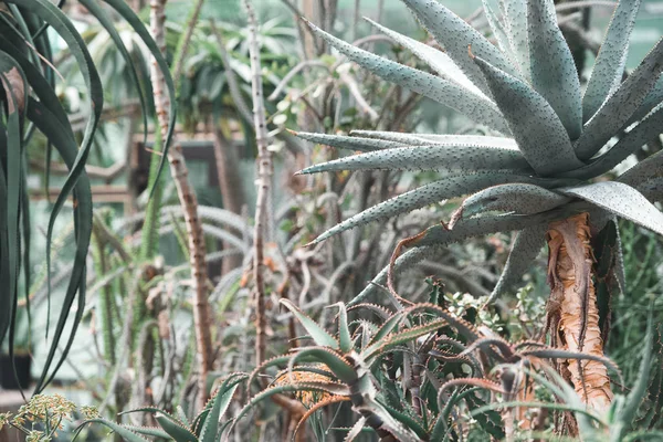 Plantas suculentas y aloe en jardín tropical - foto de stock