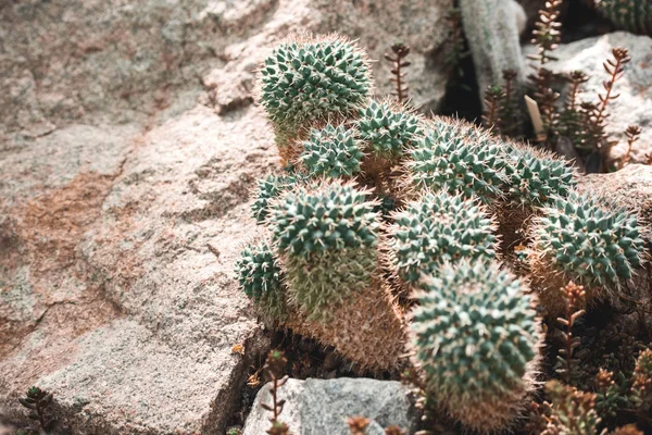 High angle view of cactuses in floral tropical garden — Stock Photo