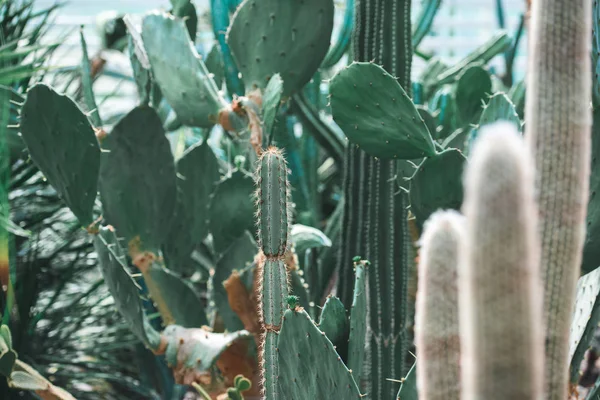Gros plan des cactus verts dans le jardin tropical en été — Photo de stock