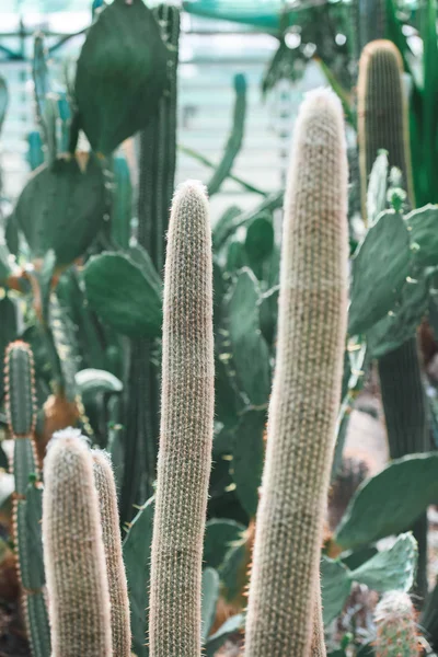 Gros plan des cactus verts dans le jardin tropical — Photo de stock
