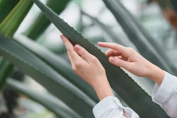 Vue recadrée de tendres mains féminines aux feuilles d'aloès — Photo de stock