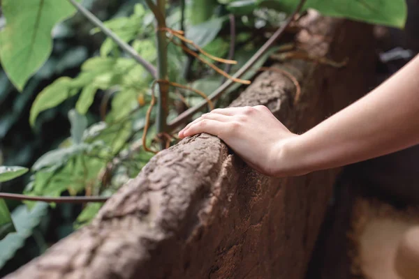 Vue recadrée de la main féminine dans le jardin tropical — Photo de stock