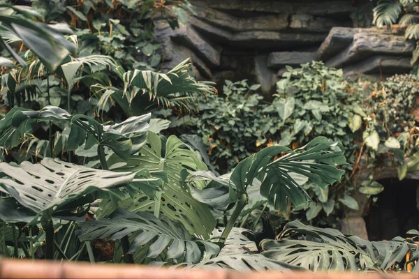 Folhas de monstera verdes no jardim tropical — Fotografia de Stock