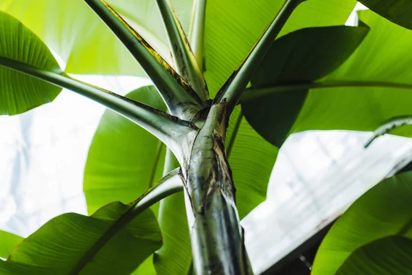 Vista inferior de la hermosa planta tropical verde - foto de stock