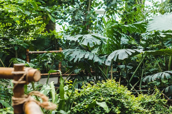 Тропічна теплиця з тропічними лісами з різними рослинами — стокове фото