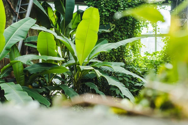 Beautiful tropical rainforest greenhouse with various plants and window on background — Stock Photo