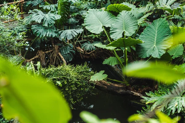Plan panoramique de la belle forêt tropicale humide avec diverses plantes — Photo de stock