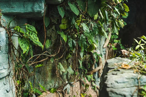 Chemin dans la grotte dans la jungle couverte de feuilles vertes — Photo de stock