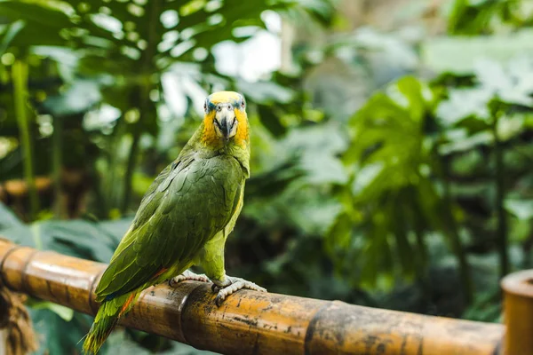 Hermoso loro afrotropical verde posado en la cerca de bambú en el parque tropical - foto de stock