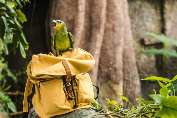 Adorable perroquet vert afrotropical perché sur sac à dos vintage jaune en forêt tropicale — Photo de stock