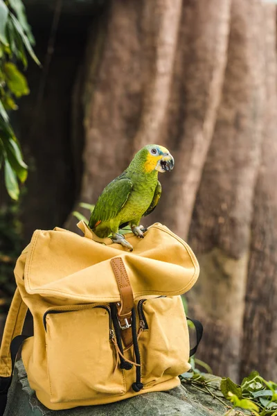 Beautiful green afrotropical parrot perching on vintage yellow backpack in rainforest — Stock Photo