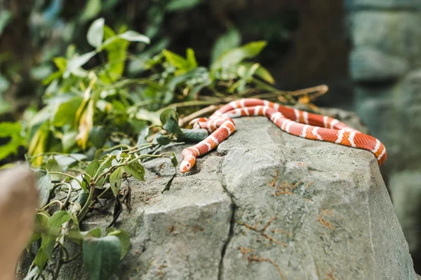 Serpiente de leche naranja y blanca yaciendo sobre roca en la selva - foto de stock