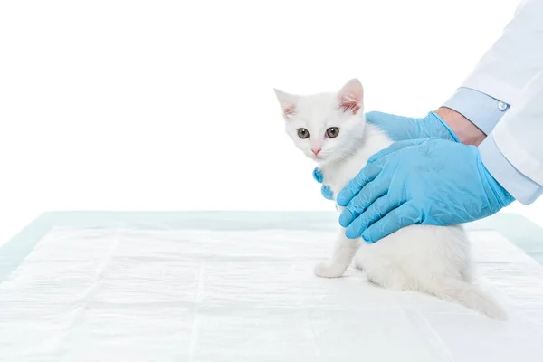 Imagem cortada de veterinário em luvas segurando gatinho isolado no fundo branco — Fotografia de Stock