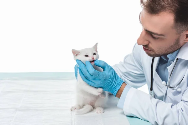 Veterinário examinando garras gatinho isolado no fundo branco — Fotografia de Stock