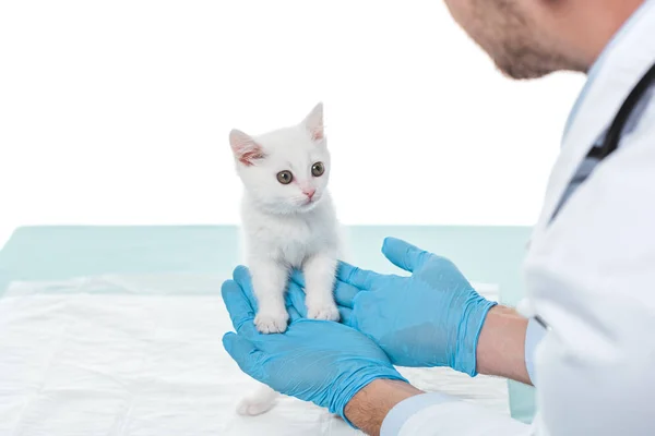 Immagine ritagliata del veterinario in guanti tenuta gattino isolato su sfondo bianco — Foto stock