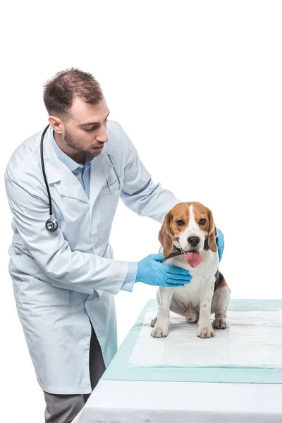 Male veterinarian examining beagle on table isolated on white background — Stock Photo