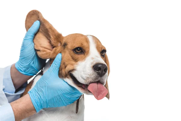 Abgeschnittenes Bild des Tierarztes untersucht Beagle-Ohr isoliert auf weißem Hintergrund — Stockfoto