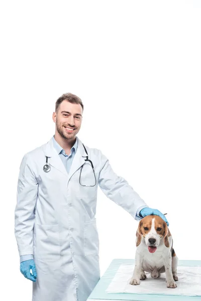 Smiling male veterinarian with beagle on table isolated on white background — Stock Photo
