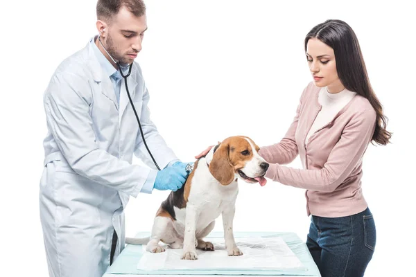 Jovem com beagle e veterinário examiná-lo por estetoscópio isolado no fundo branco — Fotografia de Stock