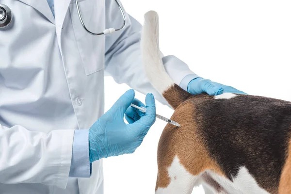 Imagem cortada de veterinário fazendo injeção por seringa para cão isolado no fundo branco — Fotografia de Stock