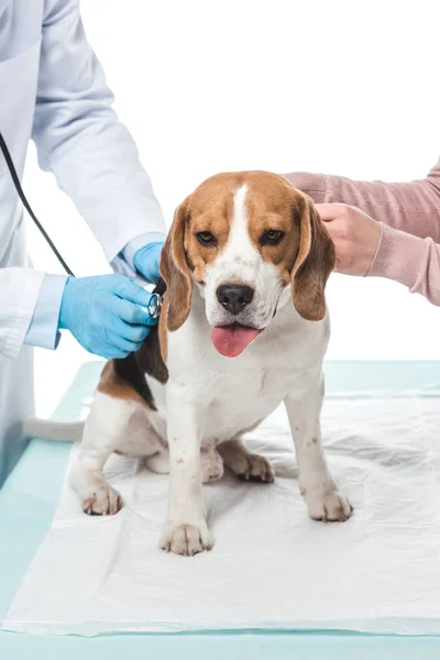 Imagen recortada de la mujer sosteniendo beagle y veterinario examinándolo por estetoscopio aislado sobre fondo blanco - foto de stock