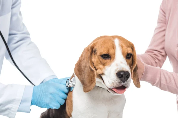 Tiro cortado de mulher segurando beagle e veterinário examiná-lo por estetoscópio isolado no fundo branco — Fotografia de Stock