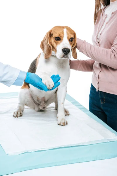 Cropped image of woman holding beagle and veterinarian examining paw isolated on white background — Stock Photo