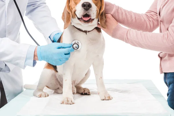 Tiro recortado de mujer sosteniendo perro y veterinario examinándolo por estetoscopio aislado sobre fondo blanco - foto de stock
