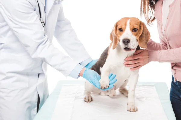 Tiro recortado de mujer sosteniendo beagle y veterinario examinando pata aislada sobre fondo blanco - foto de stock