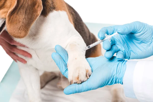 Imagem cortada de veterinário fazendo injeção por seringa para cão isolado no fundo branco — Fotografia de Stock