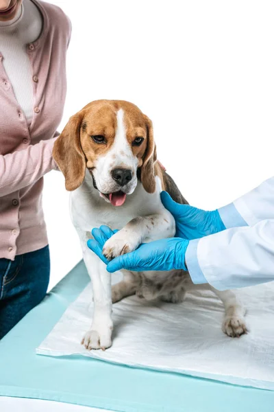 Immagine ritagliata di donna che tiene beagle e veterinario esaminando zampa isolata su sfondo bianco — Foto stock