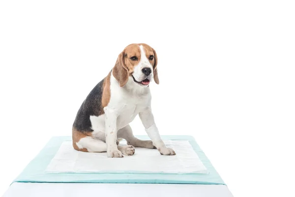 Adorável beagle com bandagem na pata isolado no fundo branco — Fotografia de Stock