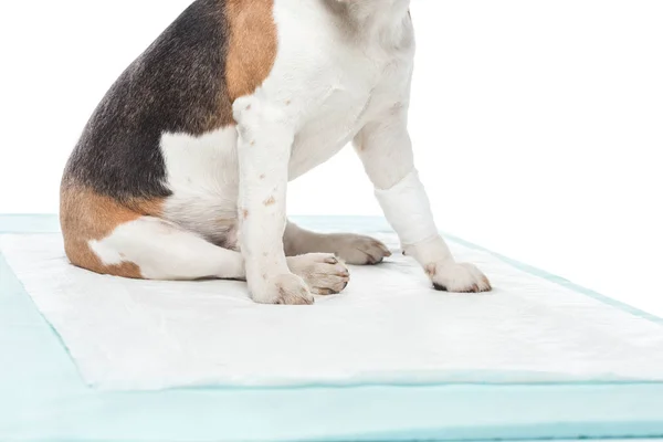 Imagem cortada do cão com bandagem na mesa da pata isolada no fundo branco — Fotografia de Stock